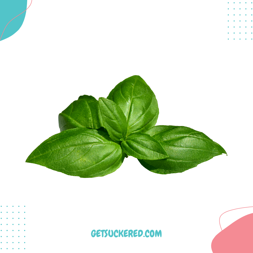 Basil Flavoring - Natural