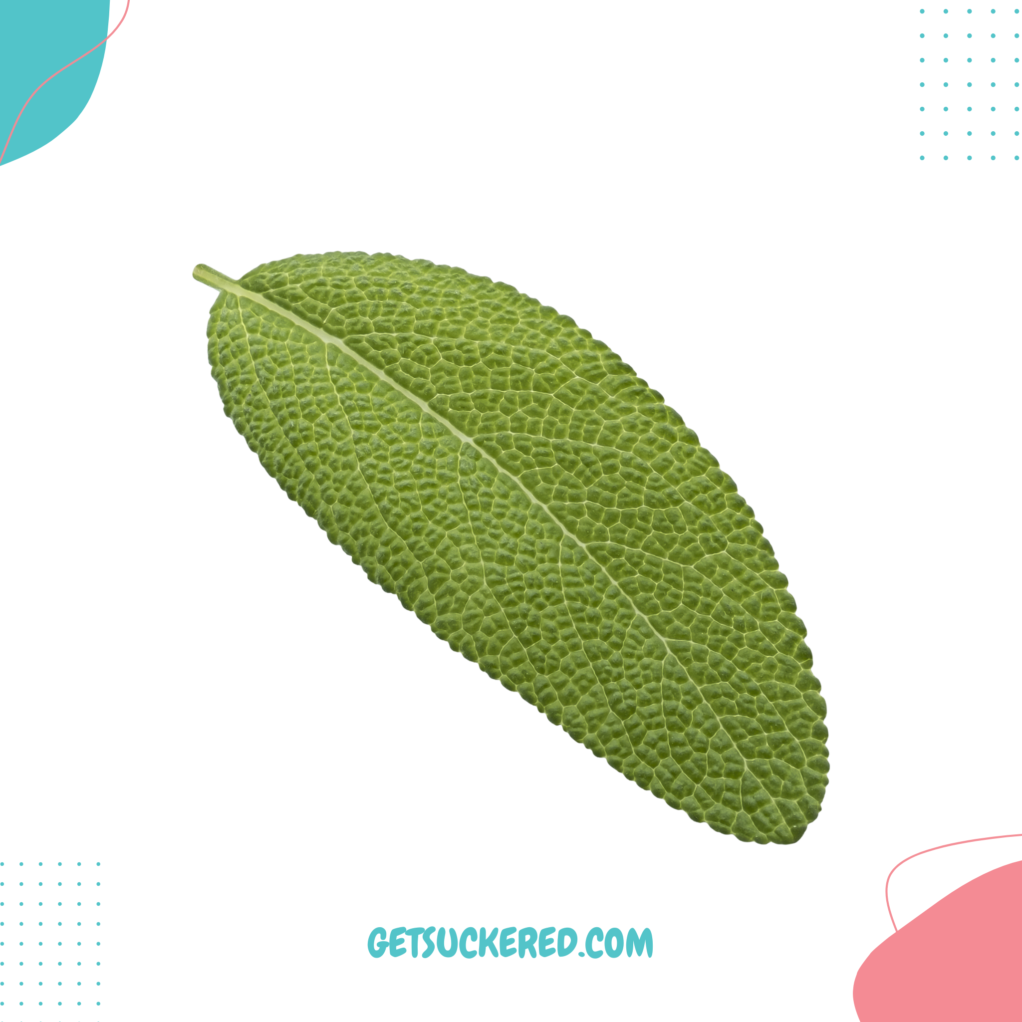 Sage Flavoring - Natural